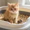 Как приучить котенка к лотку быстро: пошаговая инструкция за 3 дня